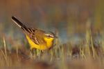Pliszka żółta - Motacilla flava -  긴발톱할미새 - Fotografia nr 20130424_001840