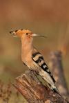 Dudek - Upupa epops - 후투티 - Fotografia nr 20130427_002113