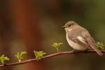 Muchołówka żałobna - Ficedula hypoleuca - Fotografia nr 20130501_002317