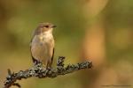 Muchołówka żałobna - Ficedula hypoleuca - Fotografia nr 20130505_002783