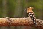 Dudek - Upupa epops - 후투티 - Fotografia nr 20130511_002892