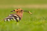 Dudek - Upupa epops - 후투티 - Fotografia nr 20130511_003279
