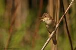 Łozówka - Acrocephalus palustris - Fotografia nr 20130517_003738