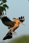 Dudek - Upupa epops - 후투티 - Fotografia nr 20130519_004241