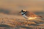 Sieweczka rzeczna - Charadrius dubius - 꼬마물떼새 - Fotografia nr 20130520_003874