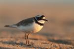 Sieweczka rzeczna - Charadrius dubius - 꼬마물떼새 - Fotografia nr 20130520_003882