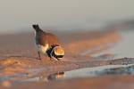 Sieweczka rzeczna - Charadrius dubius - 꼬마물떼새 - Fotografia nr 20130520_003967