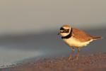 Sieweczka rzeczna - Charadrius dubius - 꼬마물떼새 - Fotografia nr 20130520_003970
