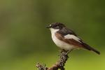 Muchołówka żałobna - Ficedula hypoleuca - Fotografia nr 20130525_004557
