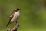 Muchołówka żałobna - Ficedula hypoleuca - Fotografia nr 20130525_004560