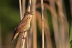 Brzęczka - Locustella luscinioides - 쥐발귀개개비 - Fotografia nr 20130525_004803