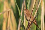 Brzęczka - Locustella luscinioides - 쥐발귀개개비 - Fotografia nr 20130525_004810