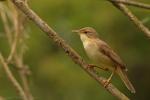 Łozówka - Acrocephalus palustris - Fotografia nr 20130601_005140