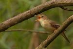 Łozówka - Acrocephalus palustris - Fotografia nr 20130601_005149