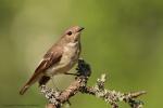 Muchołówka żałobna - Ficedula hypoleuca - Fotografia nr 20130609_004447