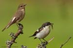 Muchołówka żałobna - Ficedula hypoleuca - Fotografia nr 20130609_005005