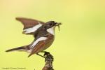Muchołówka żałobna - Ficedula hypoleuca - Fotografia nr 20130609_005059