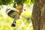 Dudek - Upupa epops - 후투티 - Fotografia nr 20130609_006495