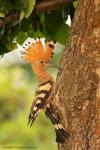 Dudek - Upupa epops - 후투티 - Fotografia nr 20130609_006543