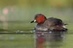 Perkozek - Tachybaptus ruficollis - 논병아리 - Fotografia nr 20130720_4144