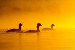 Łyska - Fulica atra - 물닭 - Fotografia nr 20130804_5445