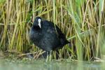 Łyska - Fulica atra - 물닭 - Fotografia nr 20130804_5630