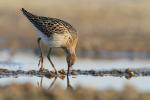Batalion - Philomachus pugnax - 목도리도요 - 주름 옷깃 - Fotografia nr 20130907_7884