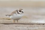 Sieweczka obrożna - Charadrius hiaticula - 흰죽지꼬마물떼새 - Fotografia nr 20130914_8298