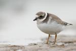 Sieweczka obrożna - Charadrius hiaticula - 흰죽지꼬마물떼새 - Fotografia nr 20130914_8344