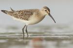 Biegus krzywodzioby - Calidris ferruginea - 붉은갯도요 - Fotografia nr 20130914_8647