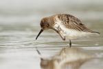 Biegus zmienny - Calidris alpina - 민물도요 - Fotografia nr 20130914_8709