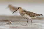 Biegus zmienny - Calidris alpina - 민물도요 - Fotografia nr 20130914_8738