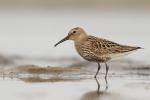 Biegus zmienny - Calidris alpina - 민물도요 - Fotografia nr 20130914_8752