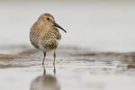Biegus zmienny - Calidris alpina - 민물도요 - Fotografia nr 20130914_8755