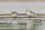 Piaskowiec - Calidris alba - 세가락도요 - Fotografia nr 20130914_8767