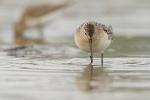 Biegus krzywodzioby - Calidris ferruginea - 붉은갯도요 - Fotografia nr 20130914_8768