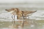 Biegus zmienny - Calidris alpina - 민물도요 - Fotografia nr 20130914_8771