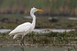 Czapla biała - Ardea alba - 대대백로 / 중대백로 - Fotografia nr 20130922_9873