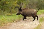 Dzik - Sus scrofa - 멧돼지 - Fotografia nr 20131002_0364