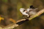 Raniuszek - Aegithalos caudatus - 오목눈이 - Fotografia nr 20131019_0789