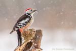 Dzięcioł średni - Dendrocopos medius - Fotografia nr 20140126_4849