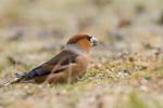 Grubodziób - Coccothraustes coccothraustes - 콩새 - Fotografia nr 20140301_6348
