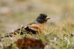 Jer - Fringilla montifringilla - 되새 - Fotografia nr 20140301_6367