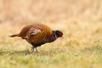 Bażant - Phasianus colchicus - 꿩 - Fotografia nr 20140301_6676
