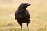 Kruk - Corvus corax - 큰까마귀 - Fotografia nr 20140301_6790
