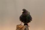 Szpak zwyczajny - Sturnus vulgaris - 흰점찌르레기 - Fotografia nr 20140301_7095