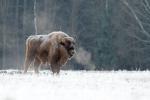 Żubr - Bison bonasus - Fotografia nr 20140330_8299