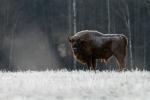 Żubr - Bison bonasus - Fotografia nr 20140330_8341