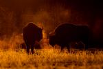 Żubr - Bison bonasus - Fotografia nr 20140330_8486