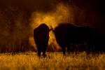 Żubr - Bison bonasus - Fotografia nr 20140330_8495